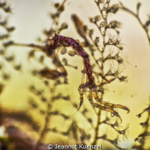 With a size of just over 4mm, this Skeleton Shrimp is nea... by Jeannot Kuenzel 